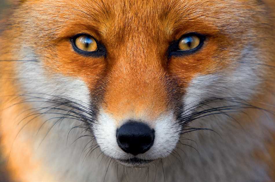 Адаптация и выживание: как лисы справляются в дикой природе?
