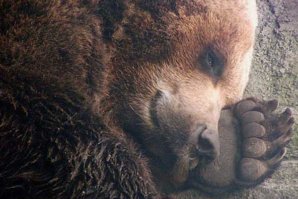 Как изменяется сердечный ритм и дыхание во время спячки у медведей?