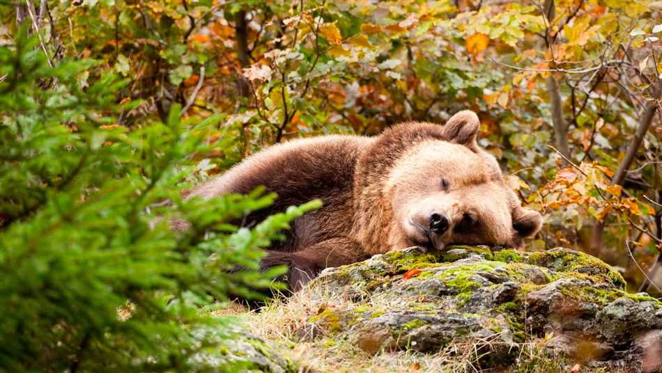 Подробная информация о сонных периодах у медведей
