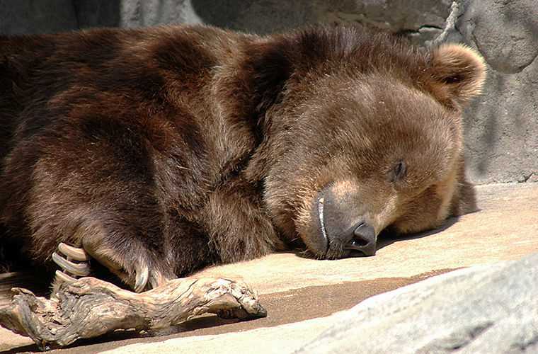 Что происходит с медведем во время спячки?