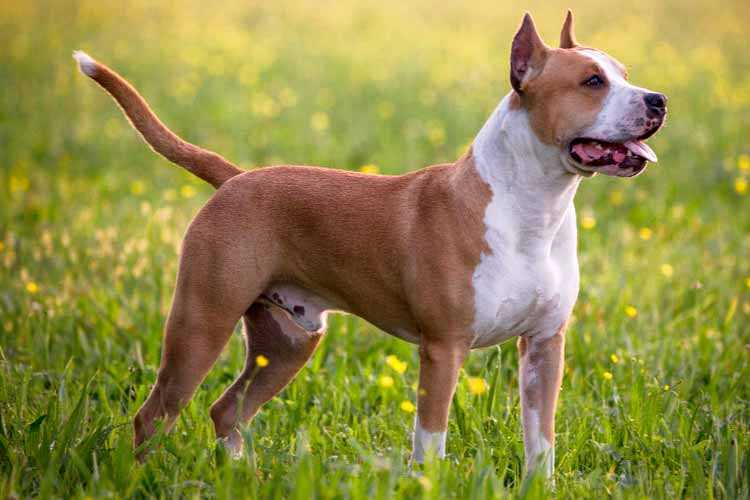 Что считается средней породой собаки?