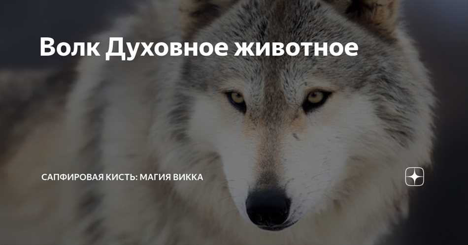 Волк и интуиция