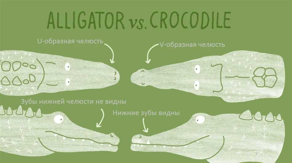 Что такое крокодил и аллигатор?