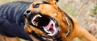 Что такое немотивированная агрессия собаки?