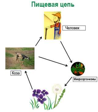 Раздел 1: Понятие травоядных