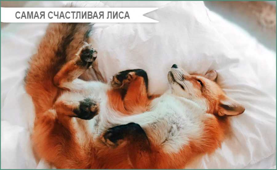 Что значит имя лиса?