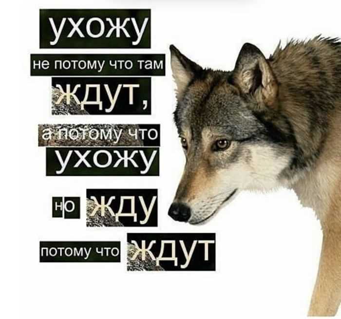 Что значит волк не тот кто волк?