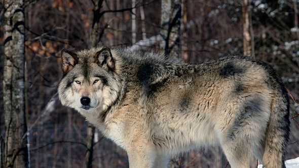 Влияние волков на популяции добычи