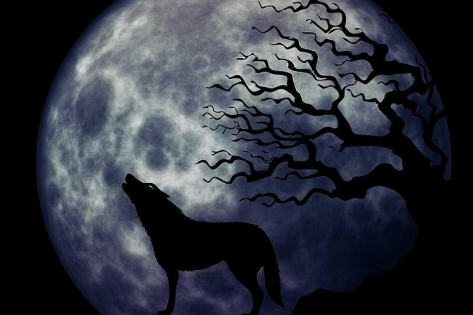 Для чего волки воют на луну?