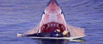 Едят ли акулу люди: что на вкус акула и кто ее питается