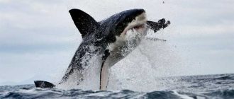 Белую акулу едят ли в океане