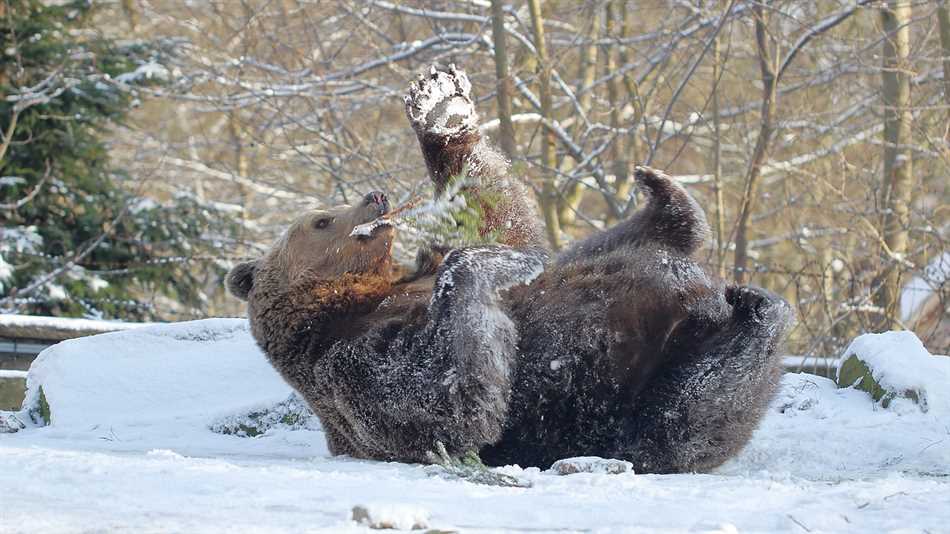 Едят ли медведи кору деревьев?
