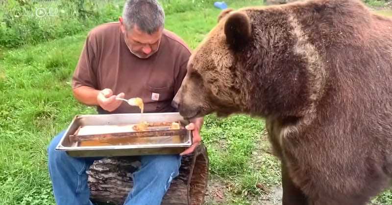 Содержание меда в ежедневном рационе медведей