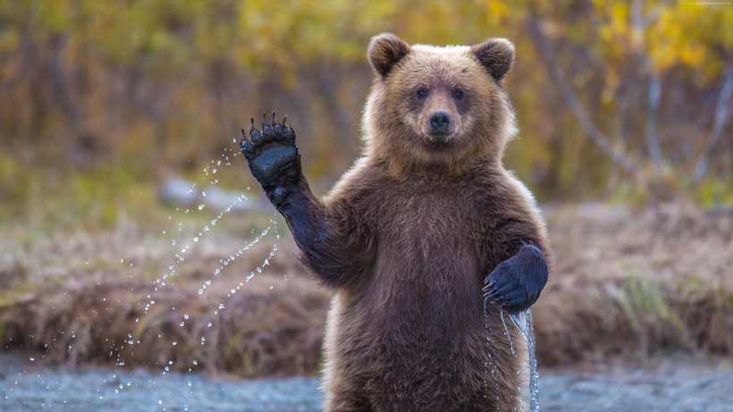 Рацион медведей в разных сезонах