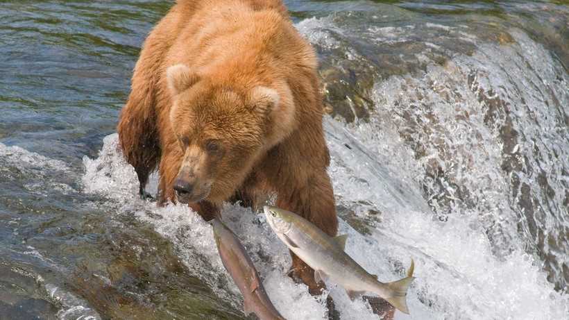 Защита от медведей при нахождении в местах, где есть свежее мясо
