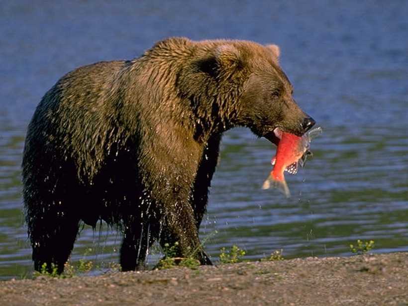 Едят ли медведи свежее мясо?