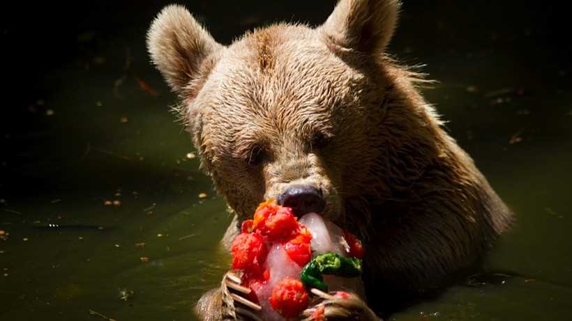 Едят ли медведи ягоды?