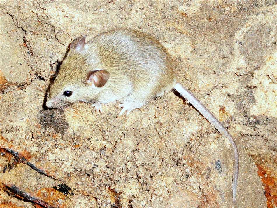 Едят ли мыши друг друга?