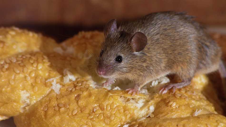 Мыши и их рацион питания