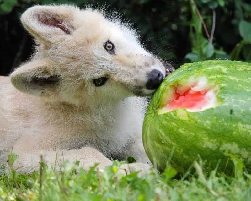 Причины нееды волками волчьих ягод