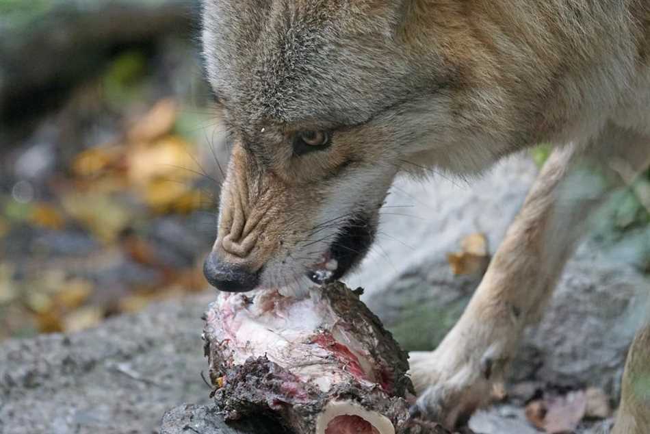 Зоологические факты о волках