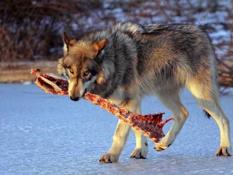 Предпочитаемая диета волков