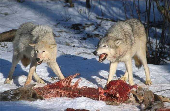 Едят ли волки волков?