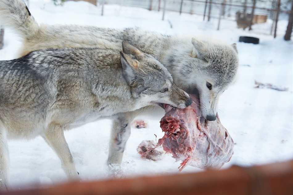 Почему волки едят только мясо?