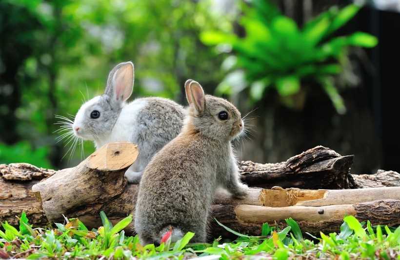 Систематика и распространение зайцев