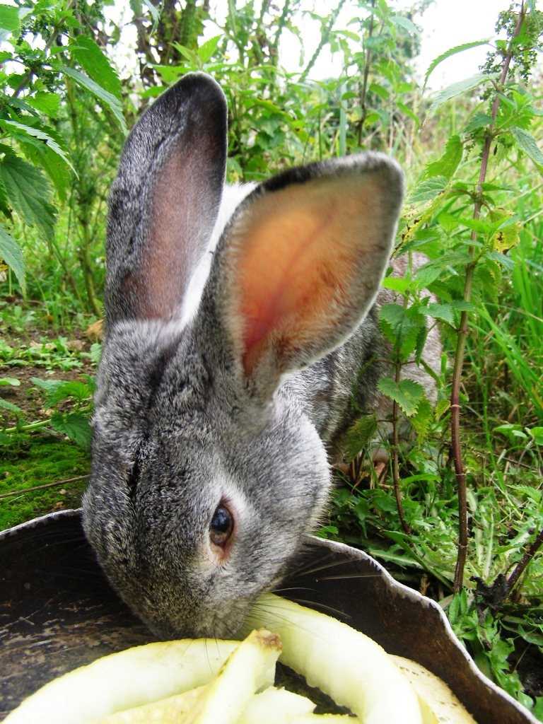 Природное питание зайцев