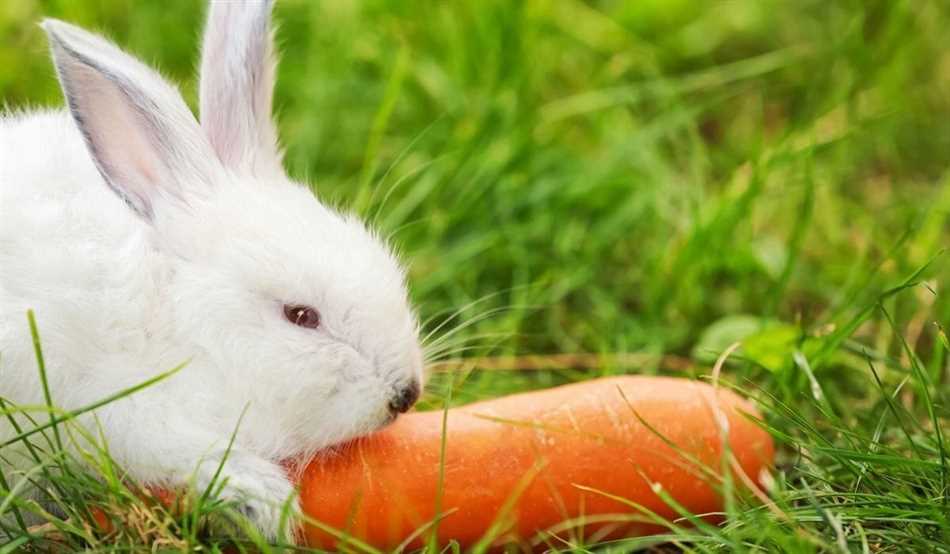 Взаимодействие зайцев и мышей в экосистеме