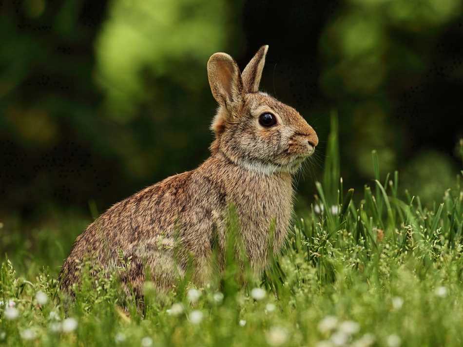 Раздел 1: Питание зайцев в дикой природе