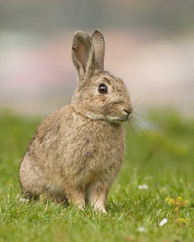 Едят ли зайцы мясо в дикой природе?