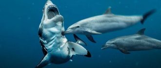 Акула дельфинов: существуют ли такие обитатели морей?