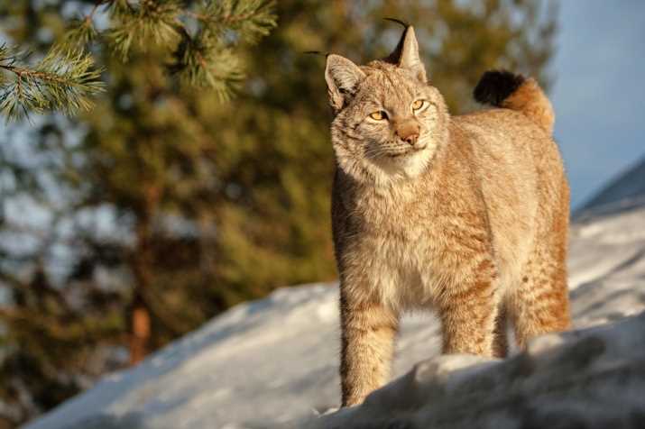 Дикие кошки: существуют ли они на самом деле?