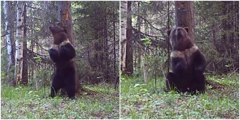 Защита и сохранение медведей на Урале