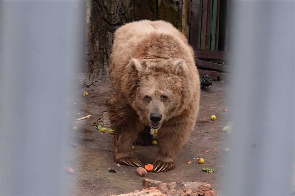 Медведи: естественные обитатели Урала