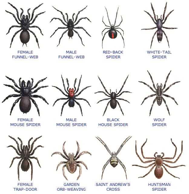Не ядовитые пауки, которые действительно существуют