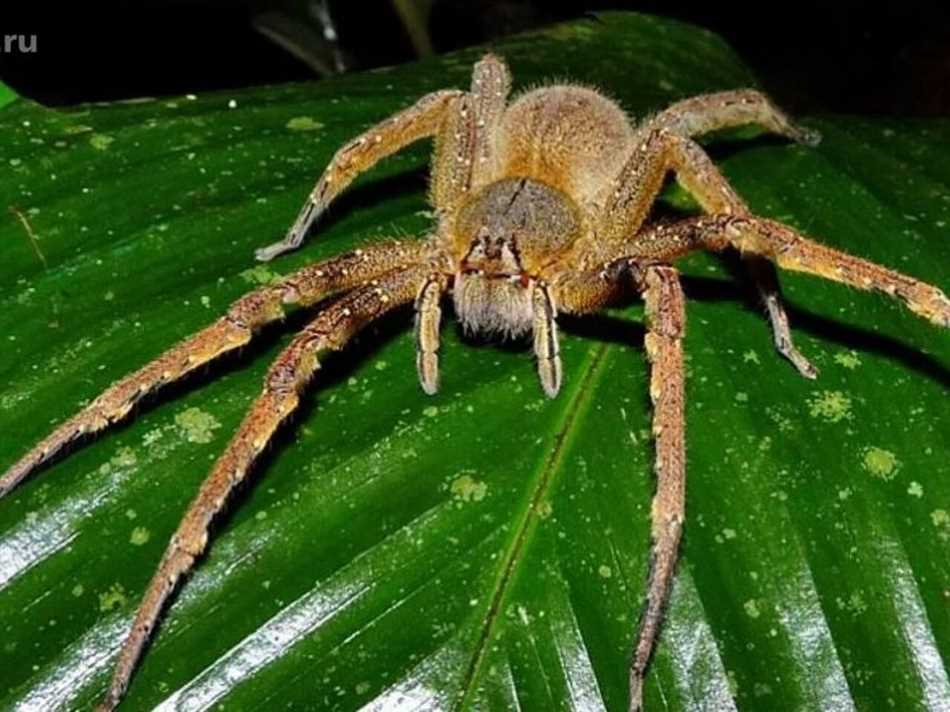 Не ядовитые пауки: миф или реальность?
