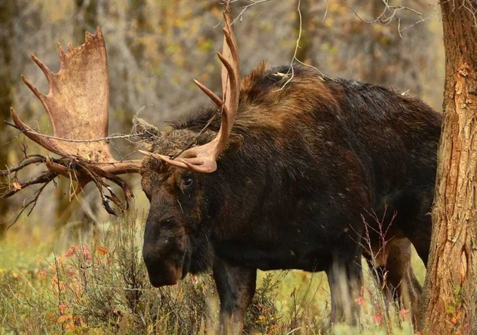 Опасность встречи с лосями в лесу