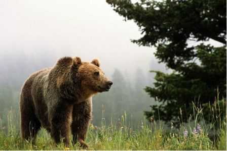 Потенциальные угрозы для медведей в лесу