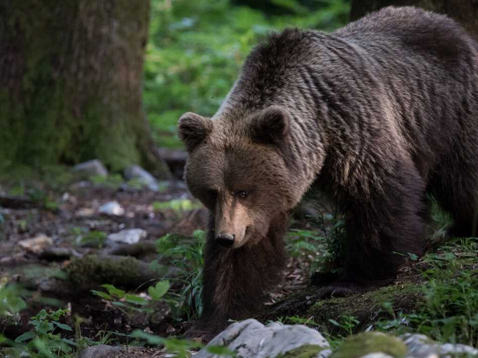 Есть ли у медведя враги в лесу?