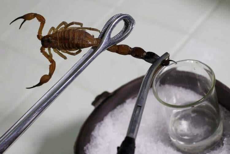 Миф: Нет противоядия от укуса скорпиона