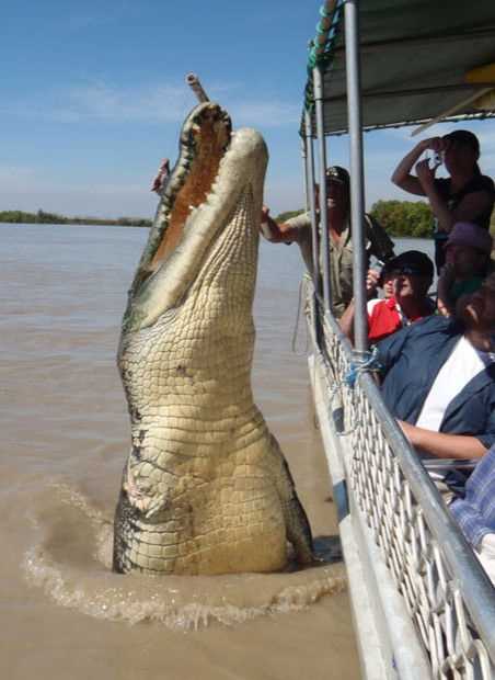 Виды крокодилов в Австралии