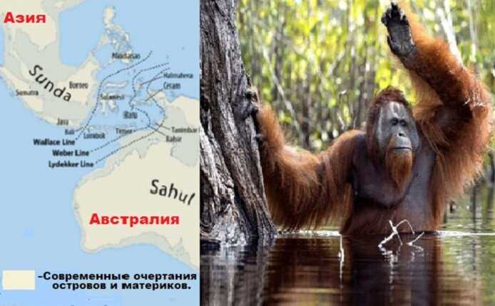 Одинокая обезьяна среди множества других?