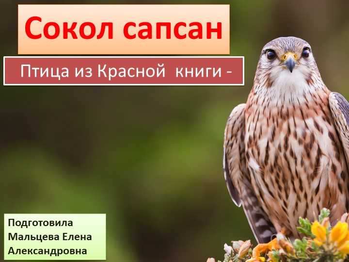Состояние популяции сокола в России