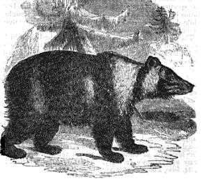 Современная ситуация с наличием медведей в Сибири
