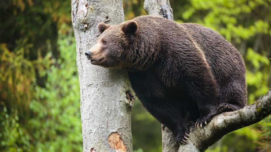 История населения медведей в Сибири