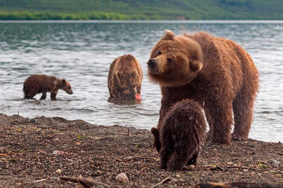 Есть ли в Сибири медведи?