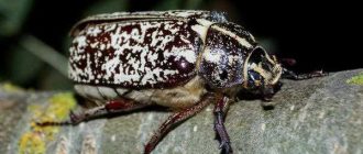 Есть ли яд у майских жуков: все что нужно знать